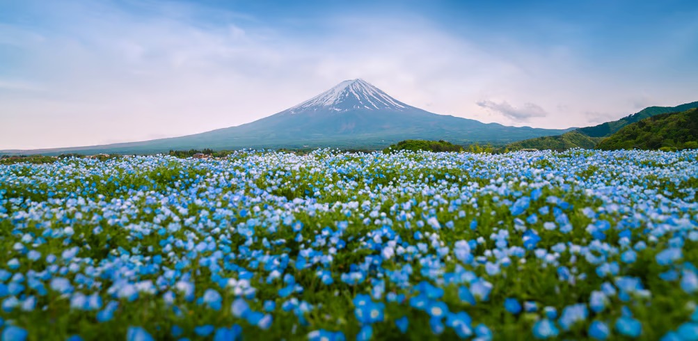 Discover Japan & South Korea